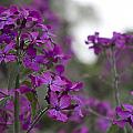 Purple Flowers