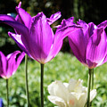 Purple Cups
